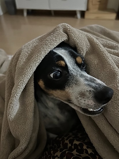 Milo é muito amado por Mauricio e Nanda.