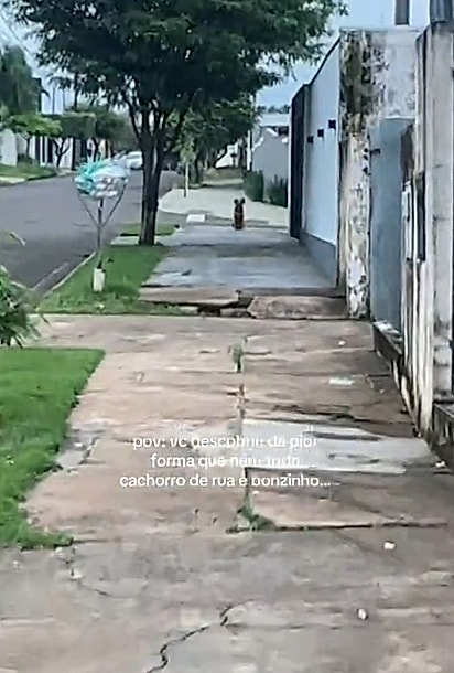 A jovem viu o cachorro sentado na calçada e acreditou que ele fosse bonzinho.
