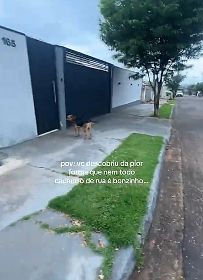 Depois dos gritos, o cão desistiu da perseguição e ela finalmente pôde respirar aliviada.