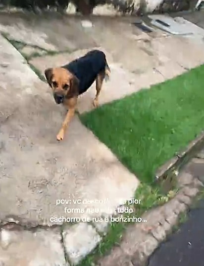 Nem todo cachorro tranquilo quer aproximação.