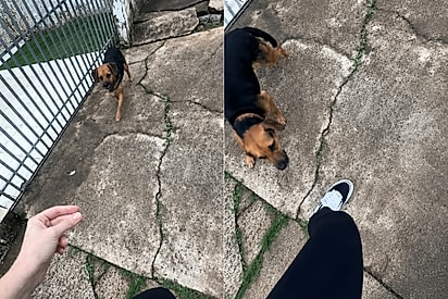 Jovem oferece carinho para cachorro de rua e acaba caindo numa emboscada.