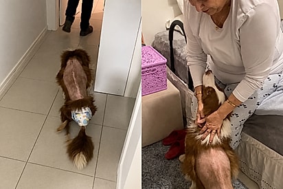 “Ela estava com tanta saudade”: Border collie volta para casa após 41 dias internada e corre direto para os braços da vovó.