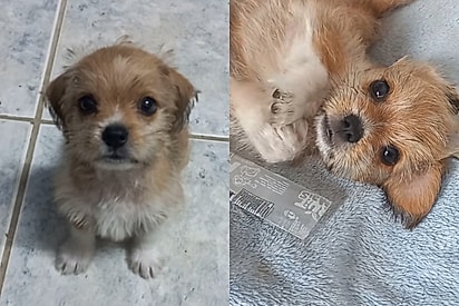 Shih-tzu cruza com dachshund e beleza de filhote chama atenção online: Salshi-tzu