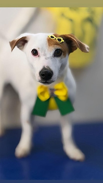 Mel é uma cachorrinha muito esperta.