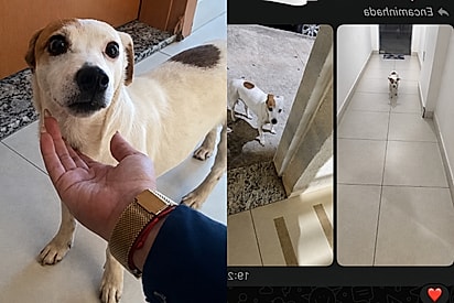 Cachorrinha foge tantas vezes que vira o principal assunto do grupo do condomínio.