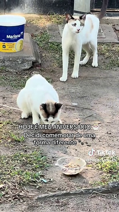 Brener alimentou animais de rua.
