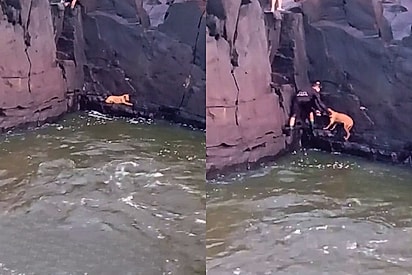 “Bora salvar esse cachorro”: pescadores realizam resgate em paredão de pedra e salvam cachorrinha caramelo