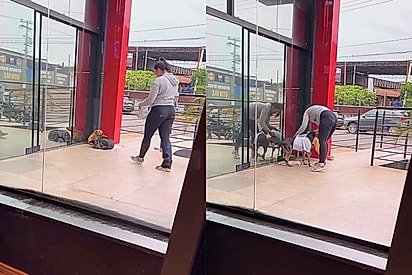 “Eles estavam com frio e eu tinha duas camisetas”: moça age rapidamente para aquecer cães de rua