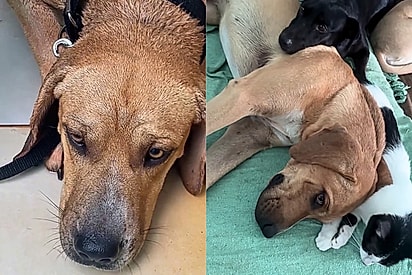 Adotado após quatro devoluções consecutivas em um abrigo, cão traumatizado encontra acolhimento com um grupo de animais
