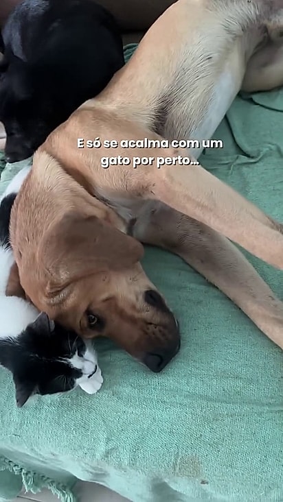 Os felinos acalmam o cão.