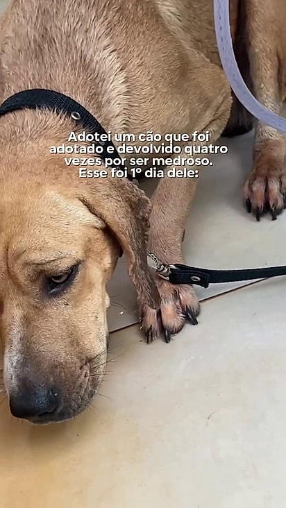 Coragem chegou no lar muito traumatizado.