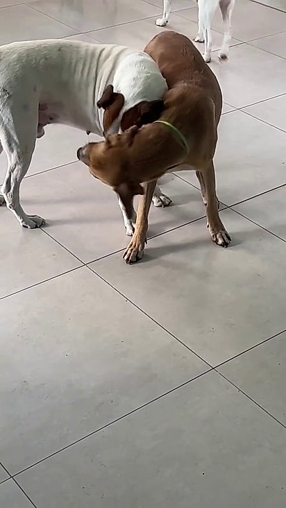 Ele está se dando muito bem com outros cães da casa.