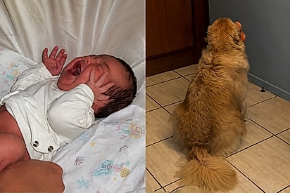 “Eu não pedi por isso”: Golden esperou a bebê por toda a gestação, mas primeira semana como irmã mais velha a faz repensar tudo.
