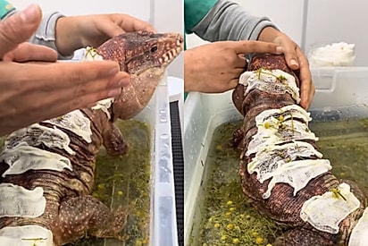 O Godzilla tomando banho de ervas: Mulher mostra o dia a dia de clínica veterinária de exóticos e vídeo viraliza