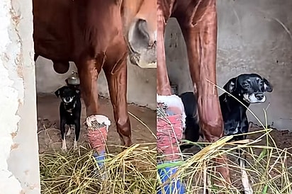 Cadela e cavalo são resgatados juntos e amizade entre eles continua anos depois