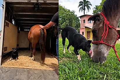 Cadela e cavalo são resgatados juntos e amizade entre eles continua anos depois