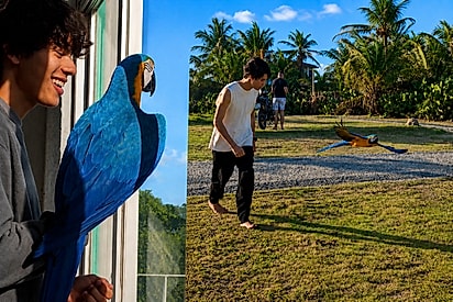 Jovem leva araras para voo livre na praia e espetáculo encanta