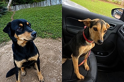 Protetora troca cachorrinhas sem querer, mas confusão acaba dando um novo rumo para duas vidas.
