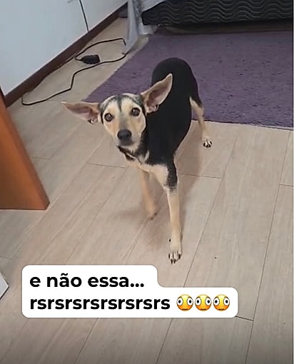 O casal adotou a cachorrinha que recebeu por engano.