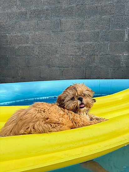 Milly adora uma piscininha.