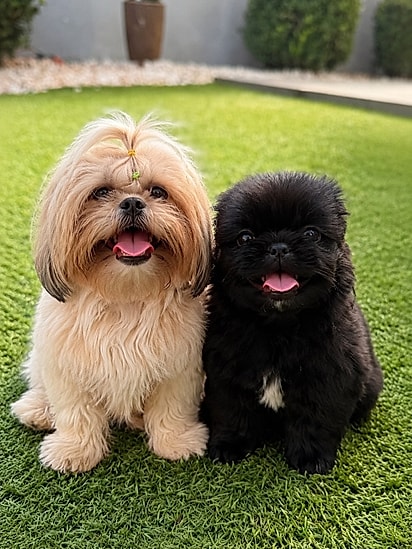 Milly e Molly não se desgrudam.