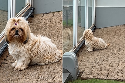 Shih-tzu passava os dias olhando o portão, até família perceber o que estava faltando.