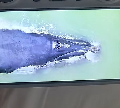 A impressão de proximidade do animal era por conta do zoom óptico do drone.