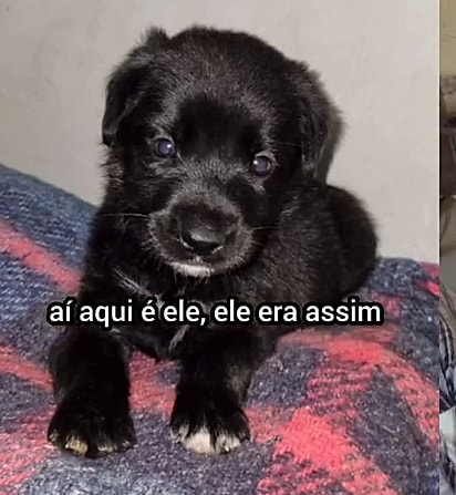 Thor quando filhote.