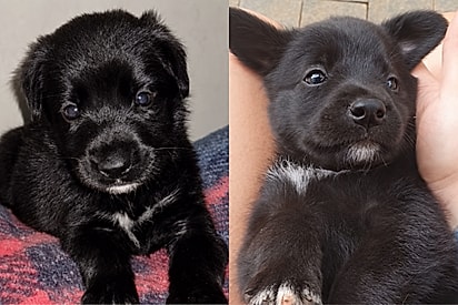 “Se semicerrar o olho, lembra”: família adota ‘labrador’, mas cão cresce bem diferente do esperado.