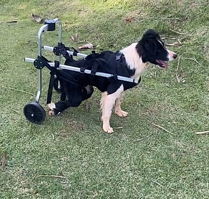 Zoe na sua cadeirinha de rodas.