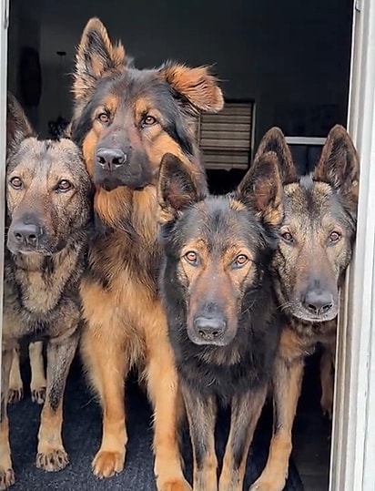 O quarteto chama a atenção por onde passa.