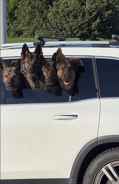 Os quatro cães chamando a atenção no estacionamento.