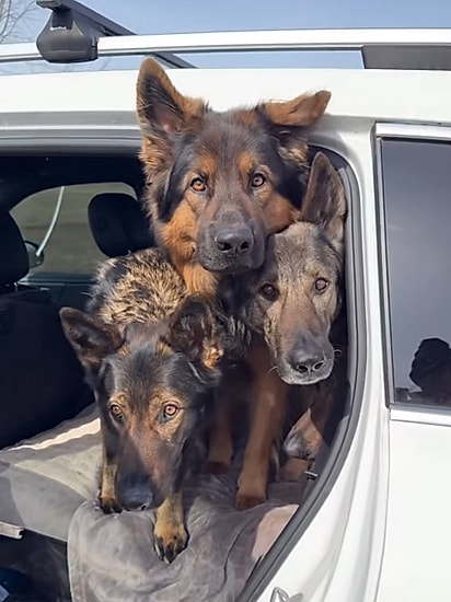 O quarteto é o queridinho da internet.