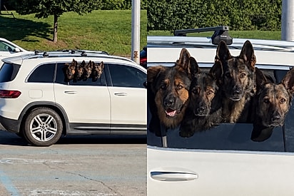 Tutora encontra quatro pastores alemães alinhados na janela do carro e registra cena perfeita.