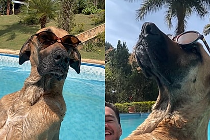 “Pra você que me abandonou, espero que esteja bem”: De dentro da piscina, cachorra ‘manda recado’ para família que não a quis mais 