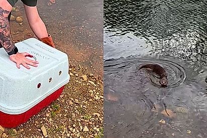 Virou-se e disse: Muito obrigado: Lontra fica tão feliz em ser devolvida à natureza que retorna para agradecer