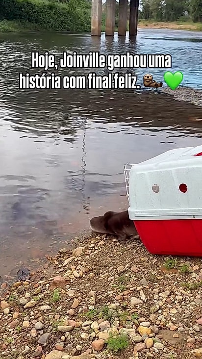 A lontra foi resgatada após ser atacada.