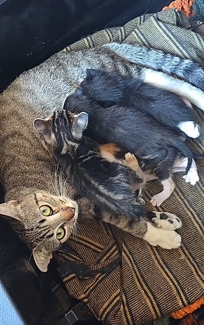 A gata estava confortável na gaveta.