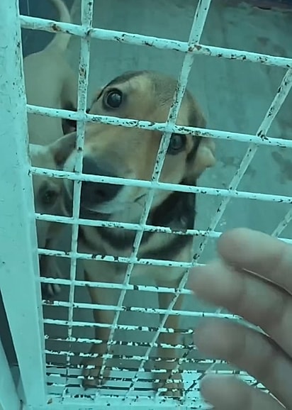 Mais uma vez, o cachorro precisou retornar ao abrigo.