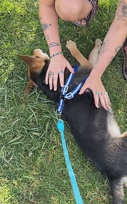 Rita levou o cão passar um dia com ela.
