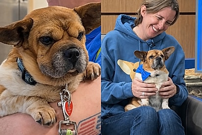 Resgatado de acumulador, cãozinho ganha segunda chance e passa a transformar vidas em hospitais.