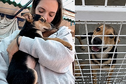 “Falaram que ele pulou e arranhou uma criança”: Protetora não crê no motivo da devolução de cão doce e brincalhão