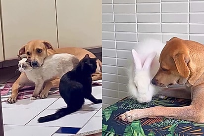 “Ela é maravilhosa demais”: Vira-lata caramelo fica famosa por acolher todos os animais resgatados que a tutora leva para casa