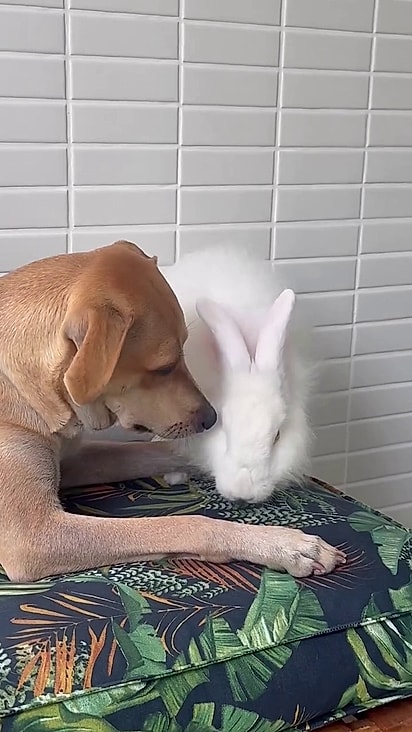 O coelho aceitou fazer amizade com a cachorrinha