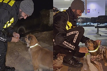 Sinto que estou fazendo a minha parte: Homem se dedica a colocar coleiras refletivas em cães de rua