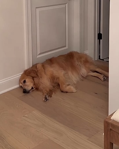 Beau, inconsolável, em frente à porta.
