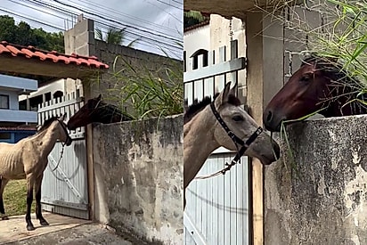 Cavalo é visto alimentando o potro e a cena repercute pelo cuidado com o filho