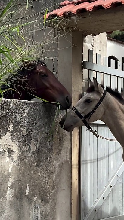 O cavalo é pai do potro.