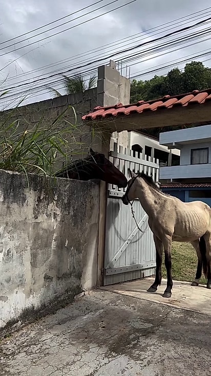 O proprietário começou a filmar a interação.