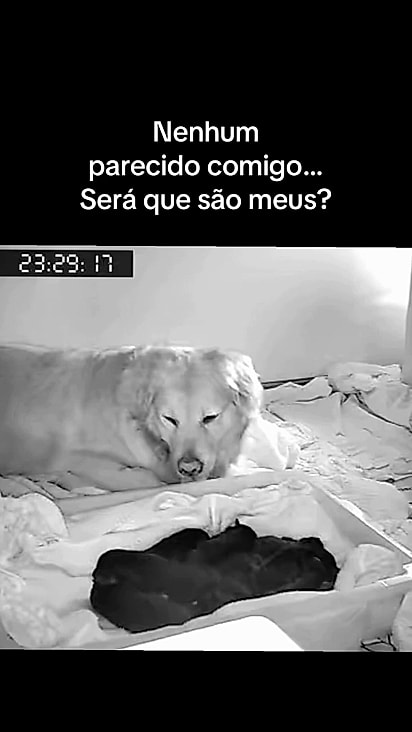 Ela não acreditava que seus filhos nasceram com pelagem escura.